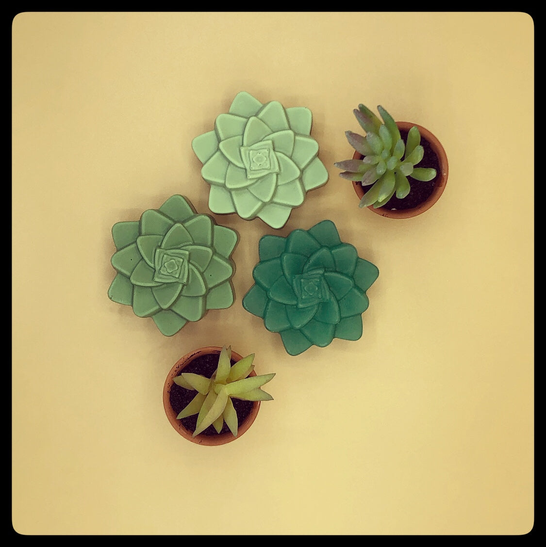 lush succulent Lush Succulent – Coco Candle